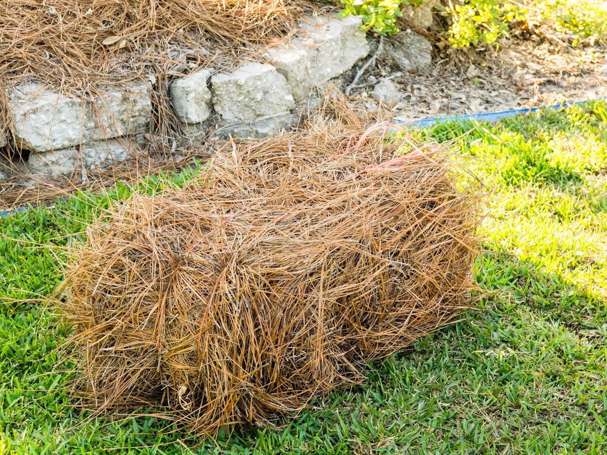 Baled Long Needle Pine Straw